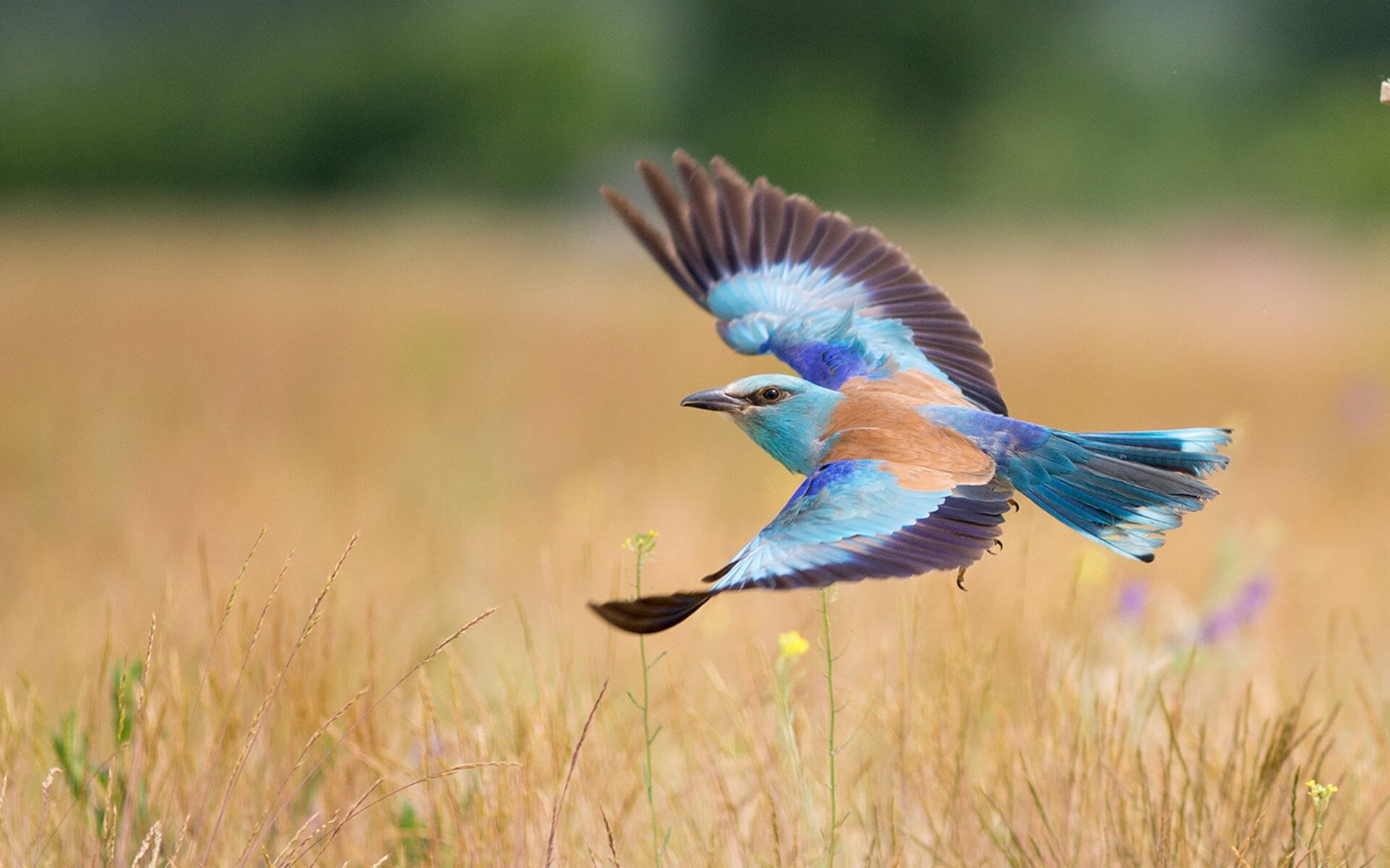 爱游戏中国官方登录入口网站-伊朗队前锋洛佩斯在巴黎奥运会上表现出色，奥运伊朗男排