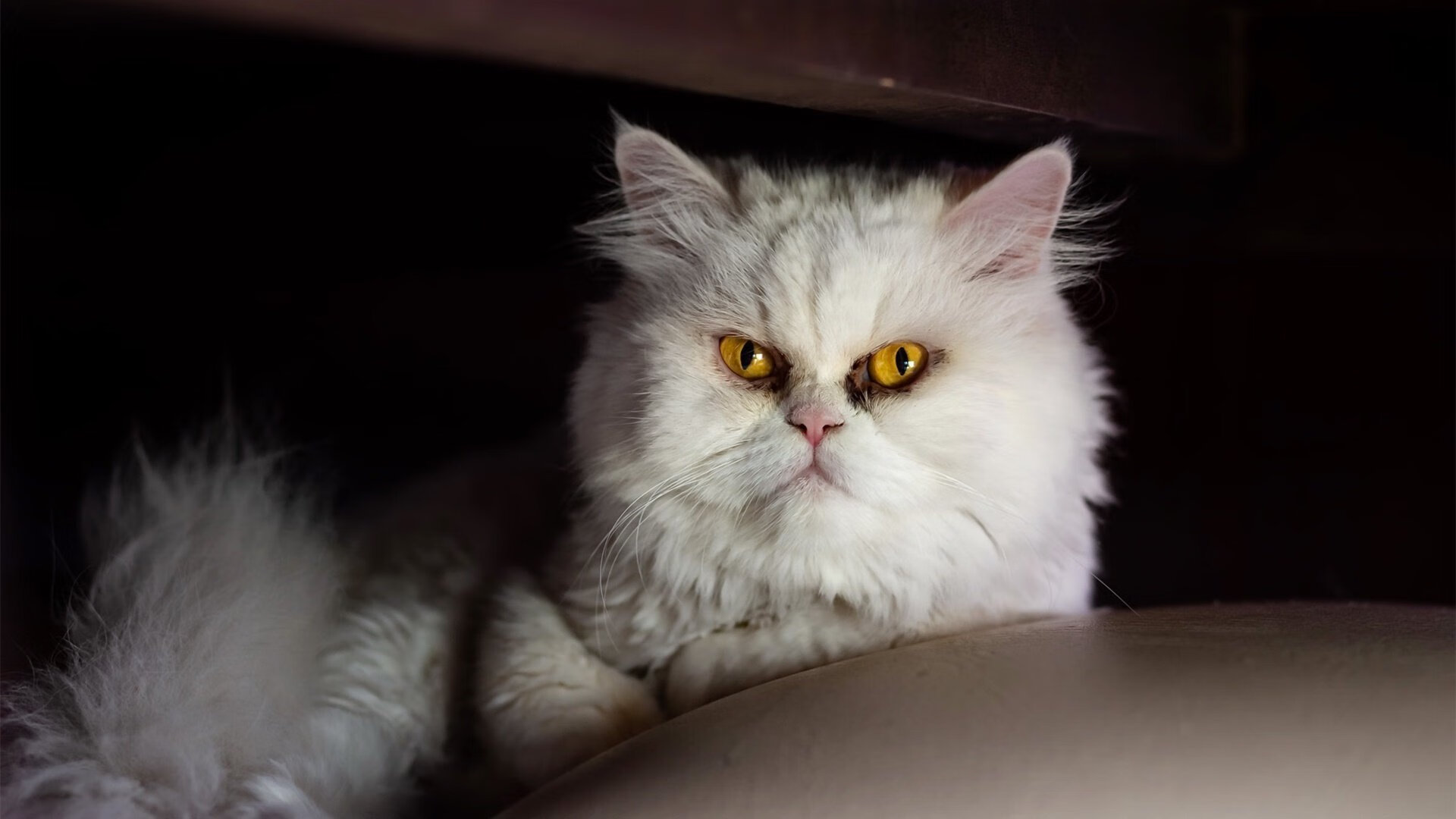 AYXSPORTSAPP-特色农村篮球运动站上“振兴”舞台，助推乡村振兴，农村篮球队简介