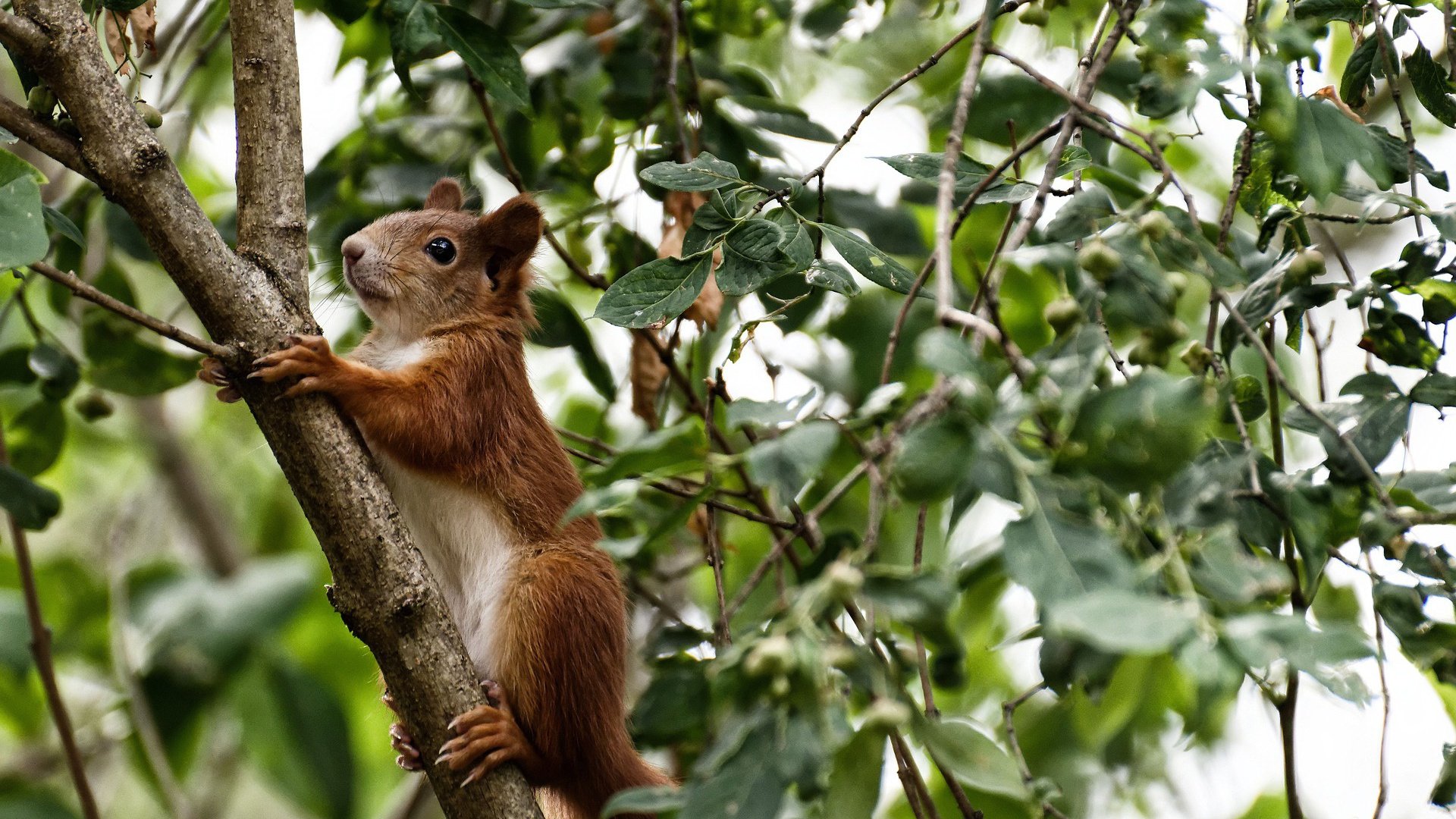 爱游戏体育app-篮下争夺激烈：北京队篮板抢到48个，攻守两端占优，北京篮球吧