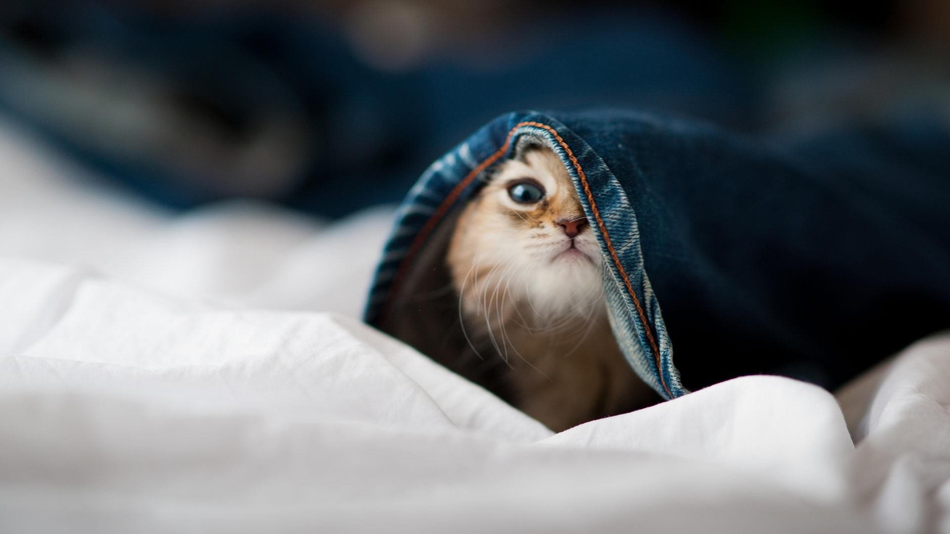 -西甲关键场面，专家解析战术要点，vll西甲