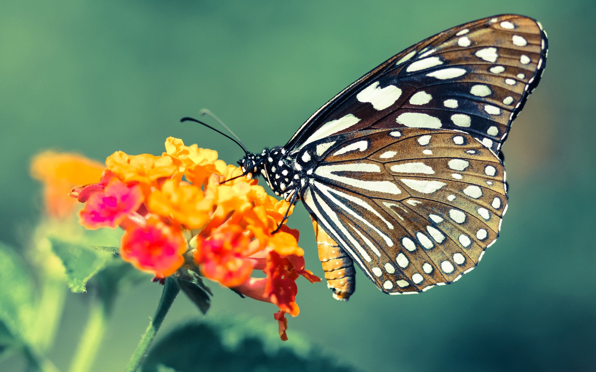 爱游戏娱乐平台-西甲联赛中场组织优化，比赛更加激烈多变，西甲最强中场