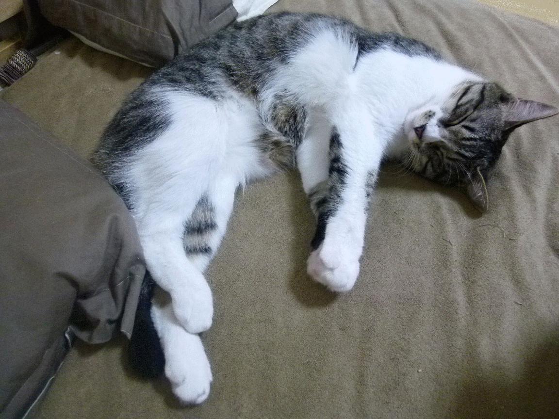 AIYOUXI.COM-乌迪内斯中场受伤下场，影响球队节奏，乌迪内斯中场受伤下场,影响球队节奏吗