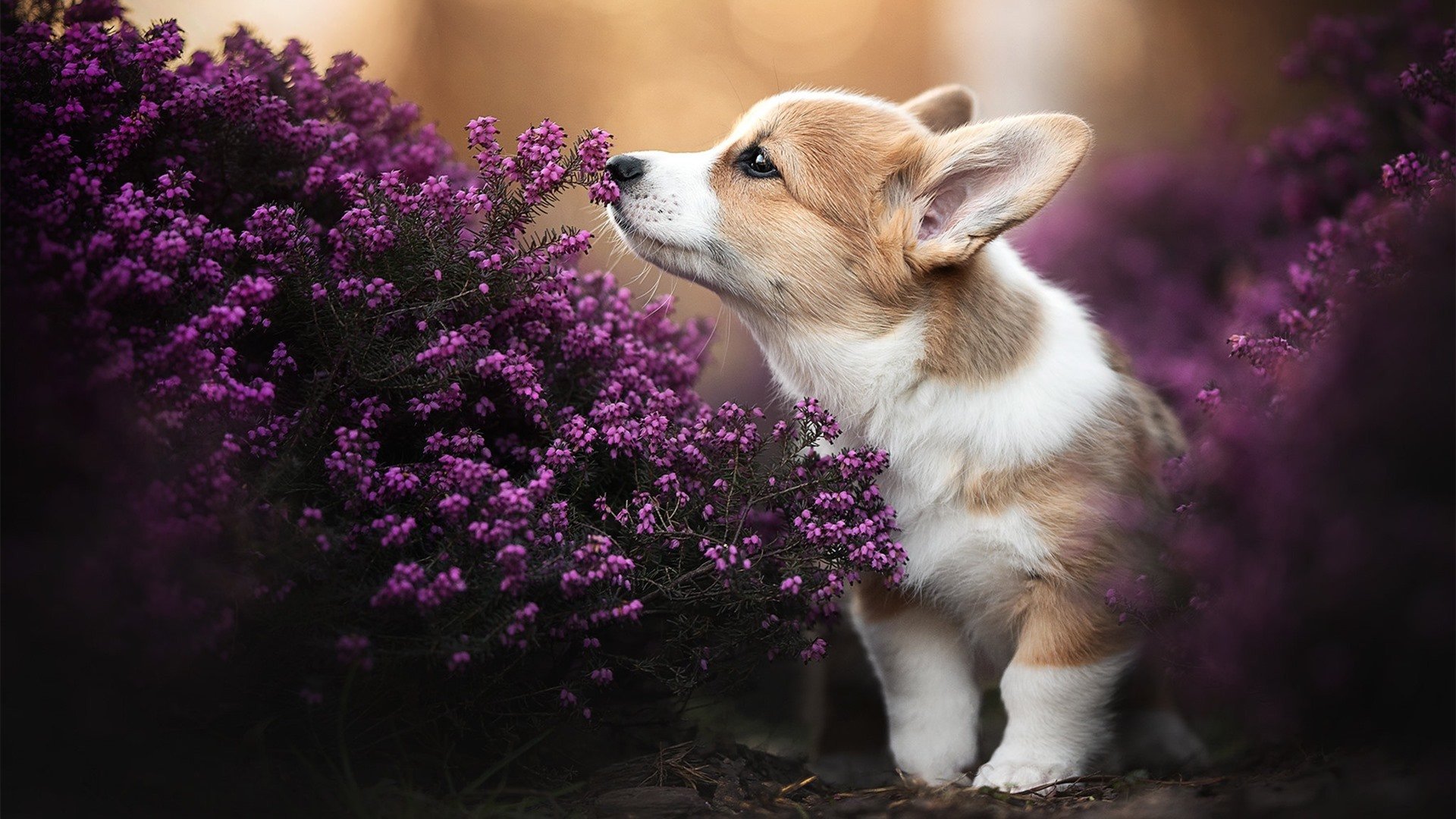 爱游戏app下载-昂热迎战里尔，期待主场赢球破连败，昂热vs里昂比分