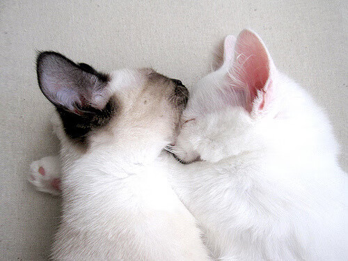 AYX体育-桑德兰攻守平衡，光明球场稳固前列，桑德兰主场名字