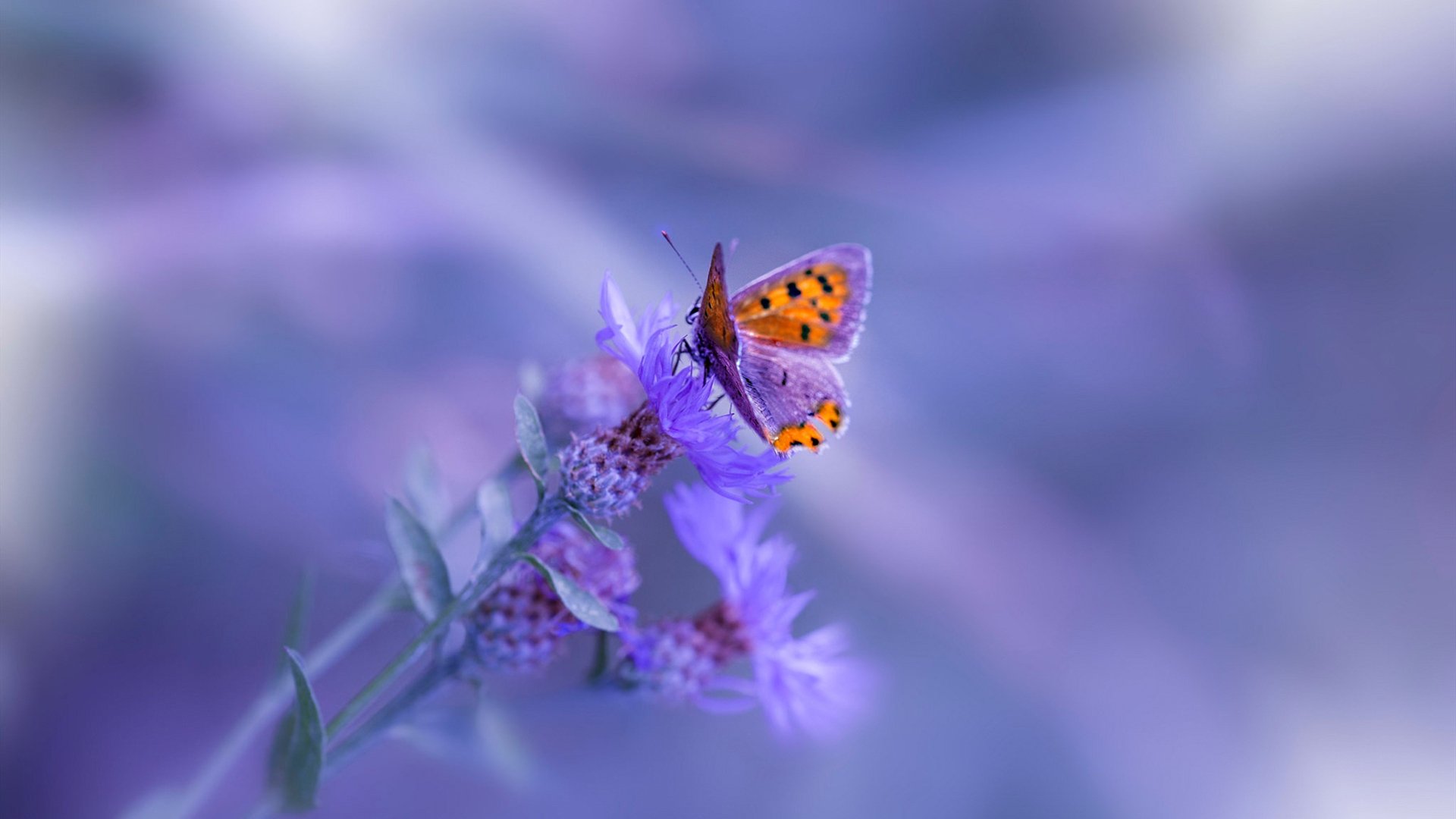 -欧洲杯预选赛突发事件：球队出现人员变动，欧洲杯预选赛f组