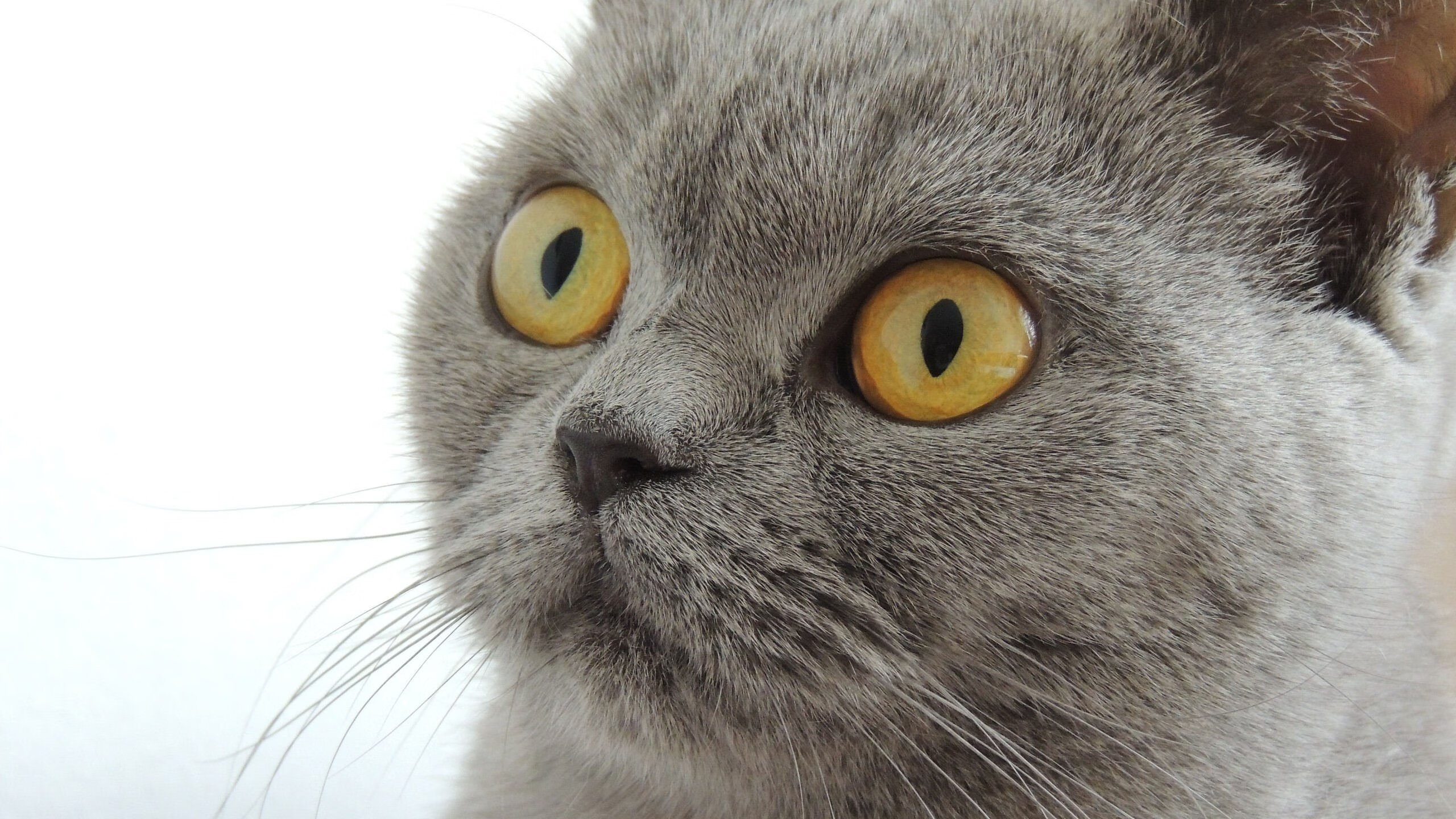 -电竞职业选手退役转型路径，电竞选手 退役