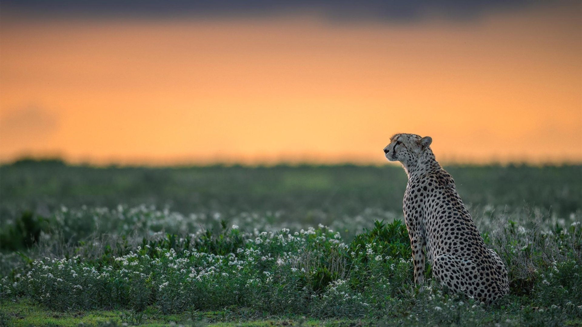 AYX SPORTS-赛事视频回放平台上线，比赛回放叫什么