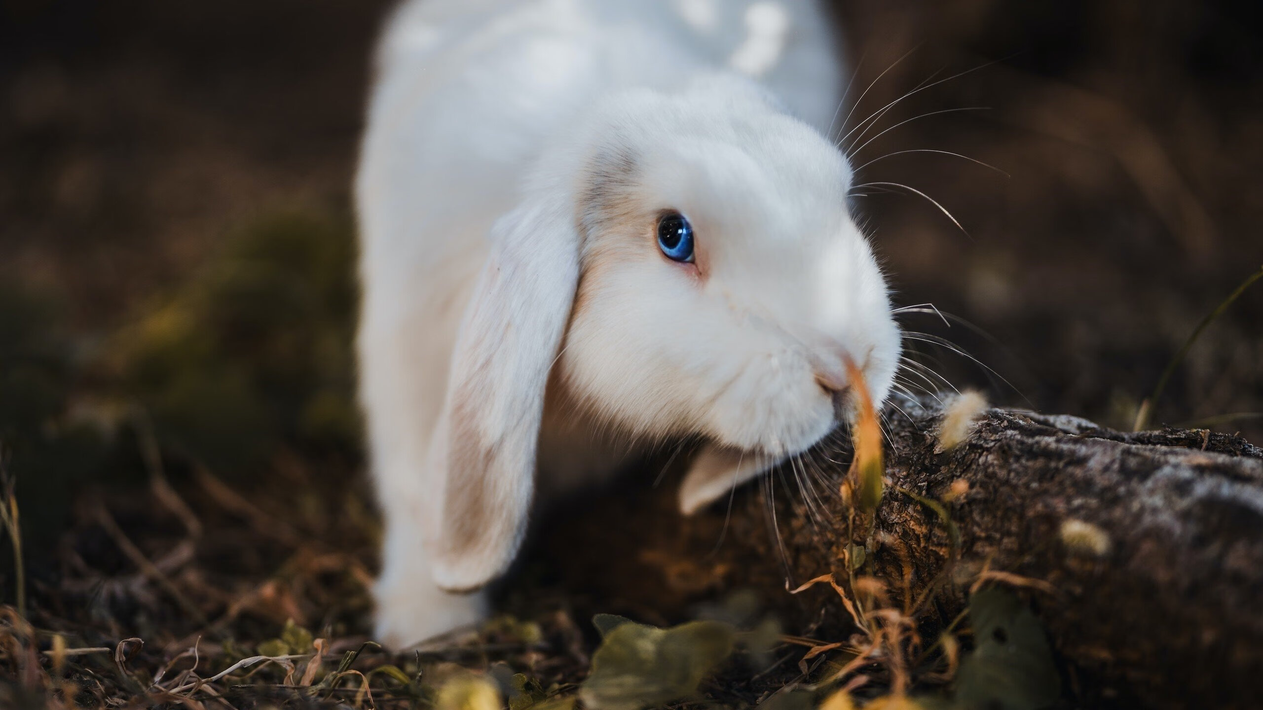 -高球战术是否因防守强化而边缘化，高球发迹的原因