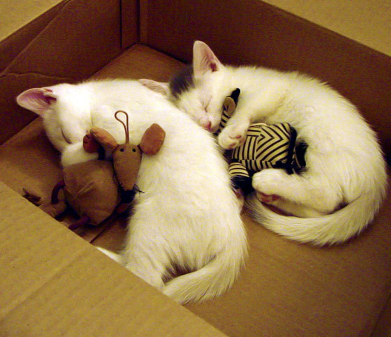 爱游戏下载-世界青少年趣味运动会青春无限青春精彩，世界青年运动会开幕式