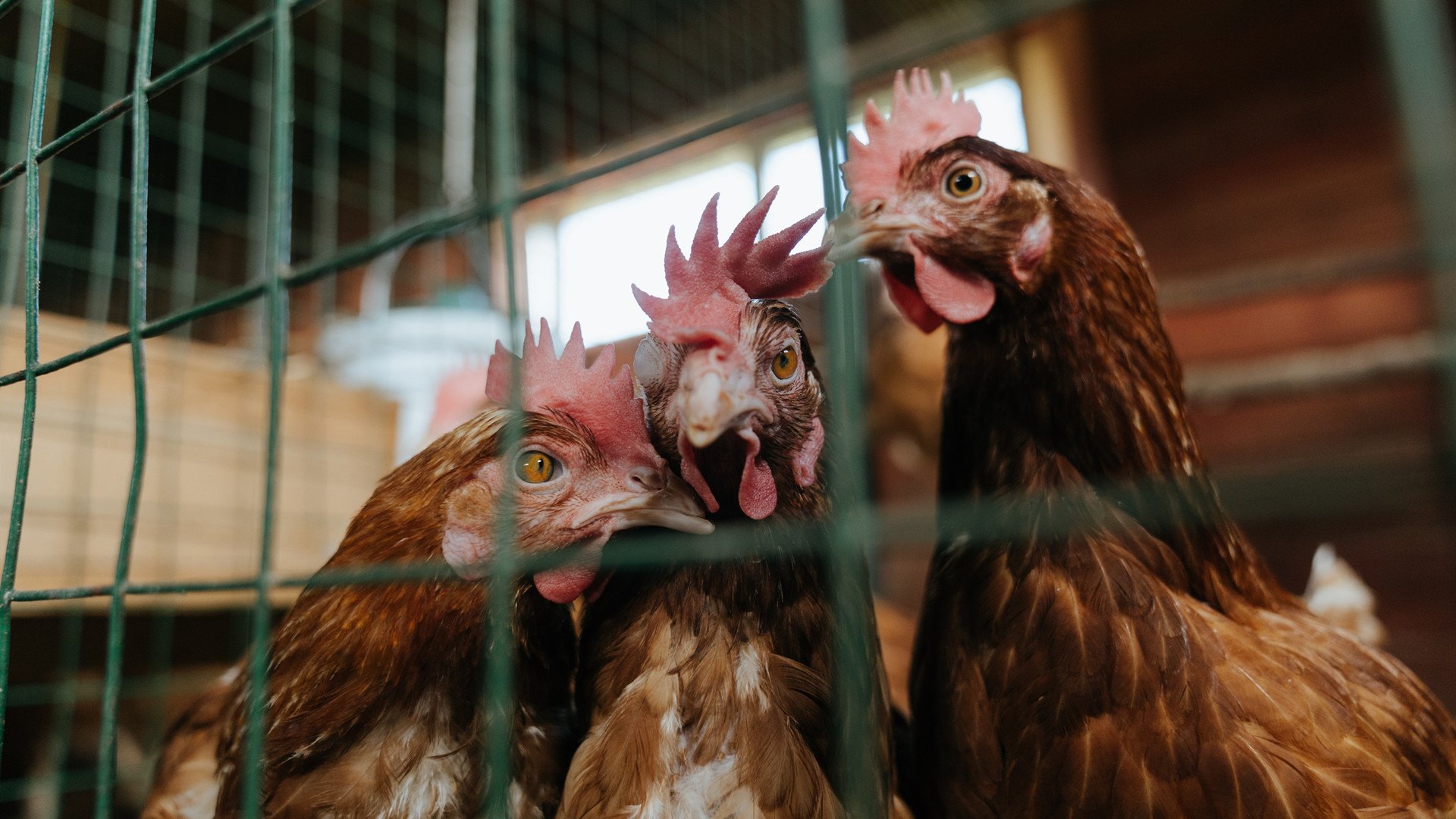 爱游戏app下载-张雨霏获得体育精神奖感谢认可，张雨霏运动员百度百科