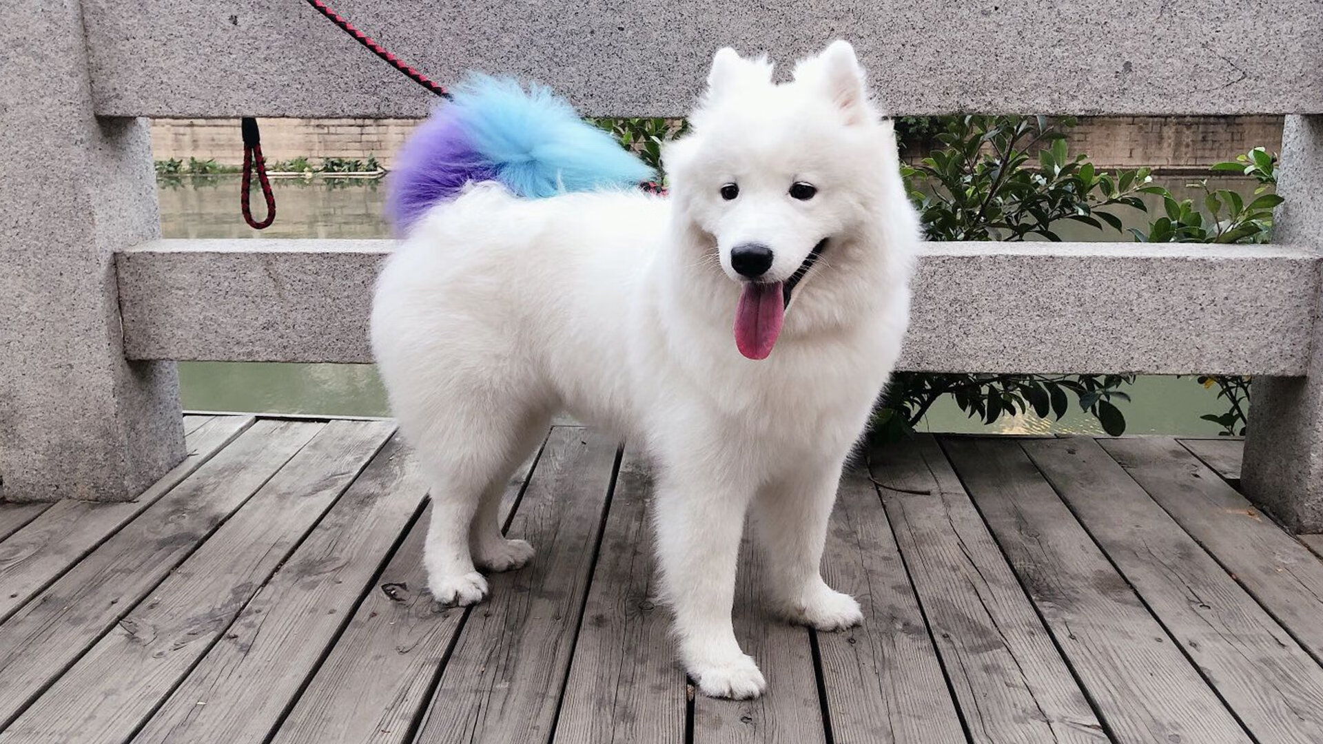 爱游戏娱乐网址-美洲杯激情燃烧：逆境中拼搏的精彩篇章，美洲杯锦集