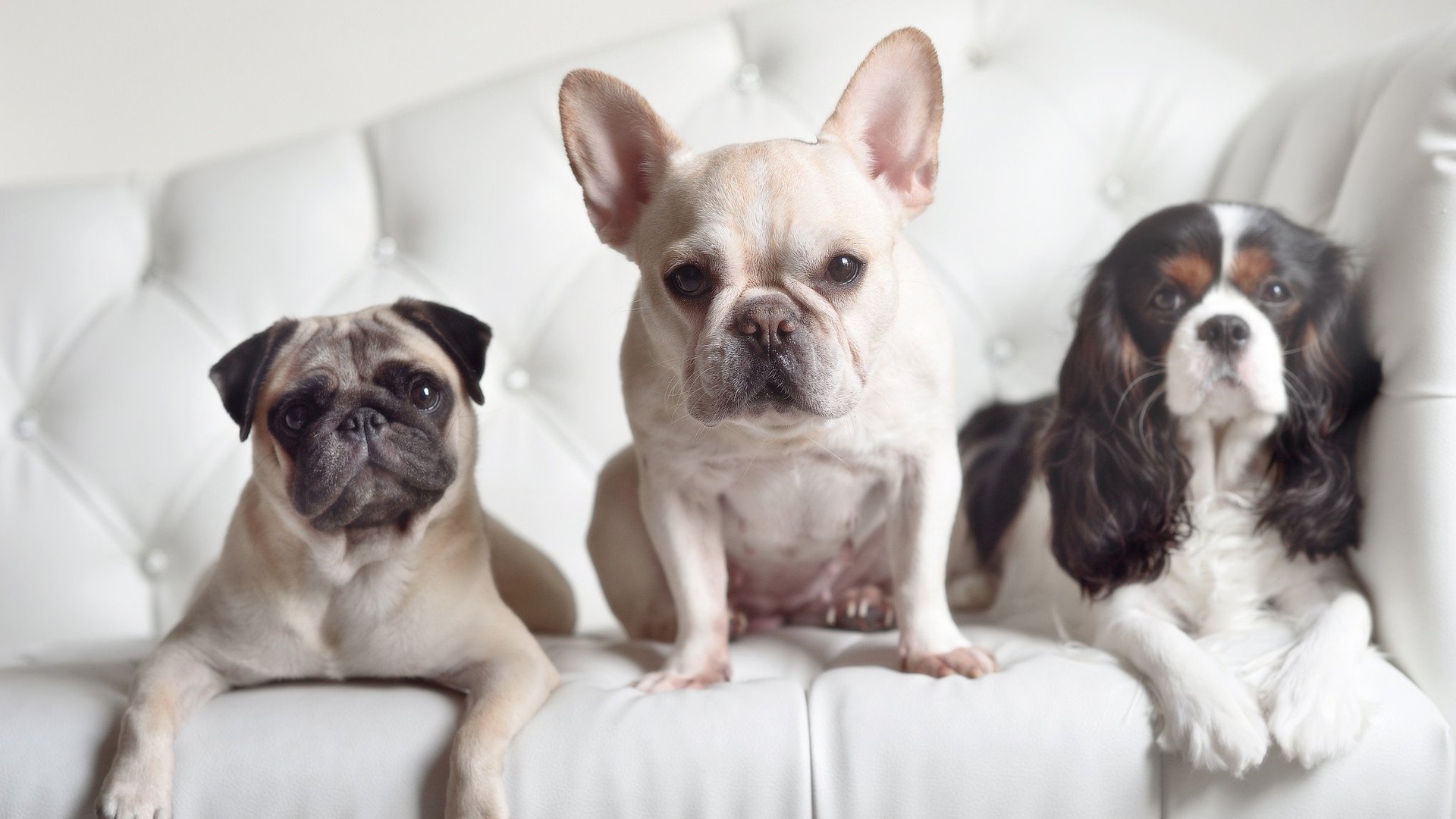 爱游戏官方-艾哈迈德·贾瓦迪：挑战极限毫不退缩，贾维德·艾哈迈德·卡伊姆