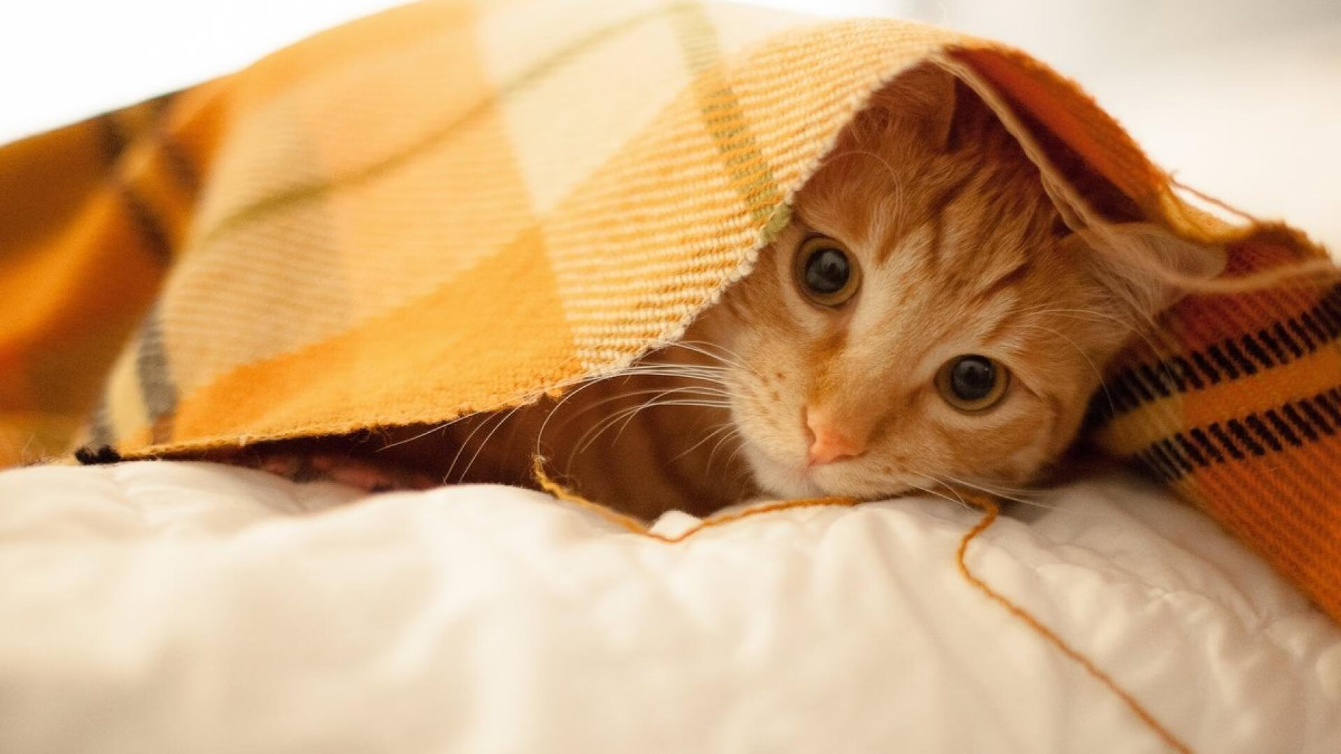 爱游戏中国官方网站平台-足球运动公益募捐项目成果丰硕，助力贫困地区发展，足球捐赠